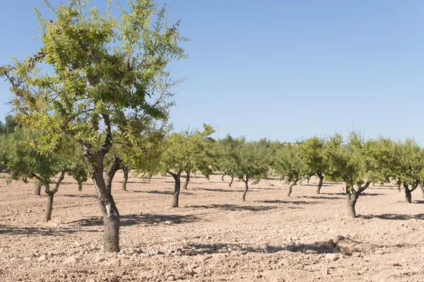 Arbres de plantation d'amandes — Photo