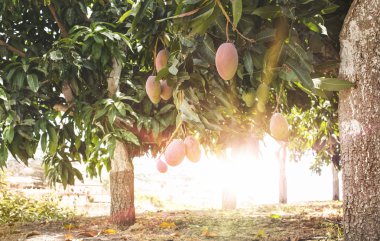 Gün batımında Mango ağacı