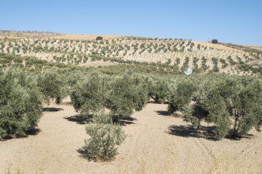 Gün batımında zeytin ağaçları