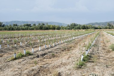 Küçük genç zeytin ağaçları