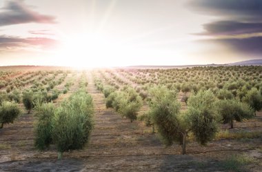 Gün batımında zeytin ağaçları