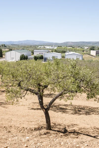 Αμύγδαλο φυτειών δέντρα — Φωτογραφία Αρχείου