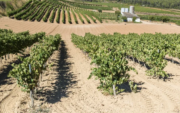 Witte druif plantage — Stockfoto