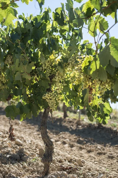 Witte druif plantage — Stockfoto