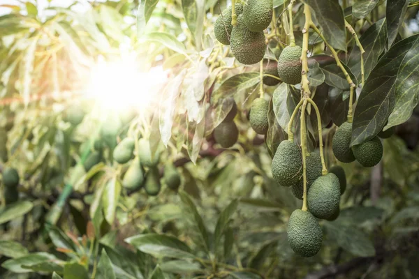Verse avocado's op een boom — Stockfoto