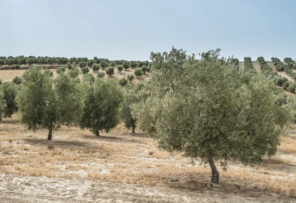 Olive trees at sunset — Stock Photo, Image