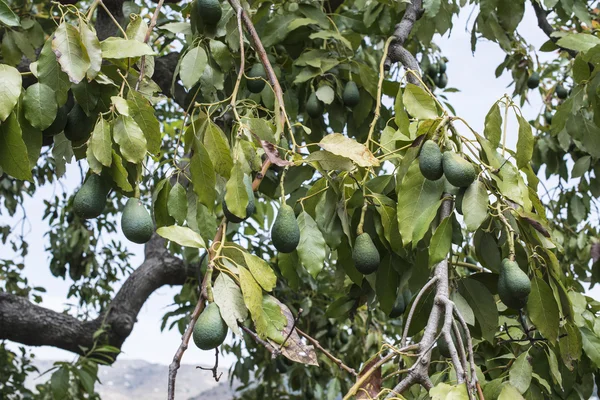 fresh Avocados on a tree