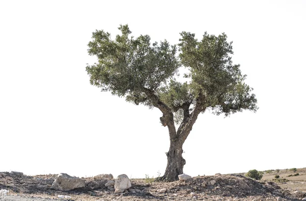 Isolierter Olivenbaum — Stockfoto