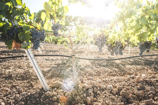Vinstockar druvor på solljus. — Stockfoto