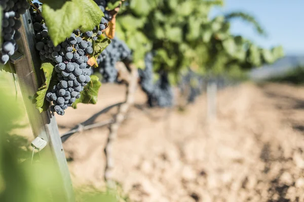 Vinos uvas a la luz del sol . —  Fotos de Stock