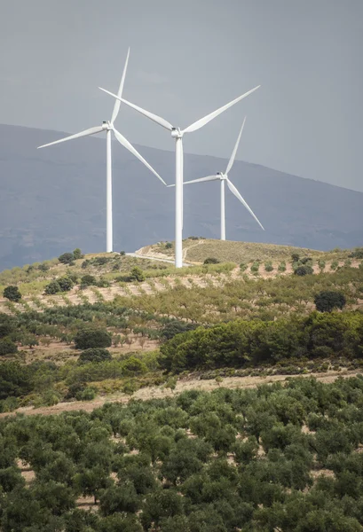 Ветряные турбины и оливковые деревья — стоковое фото