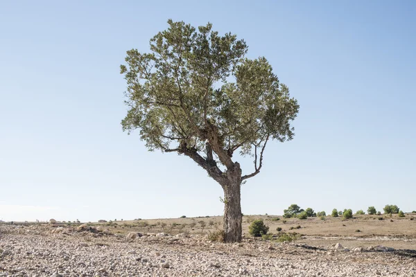 Geïsoleerde olijfboom — Stockfoto