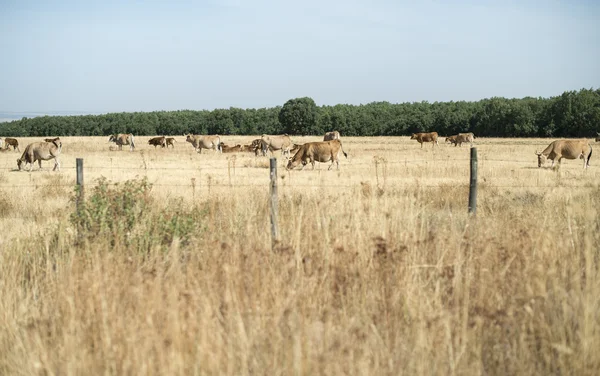 Mucche pascolo erba ingiallita — Foto Stock