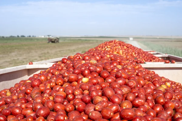 Cosechadora recoge tomates — Foto de Stock