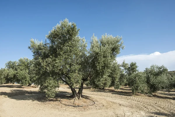 Olivovníky při západu slunce — Stock fotografie