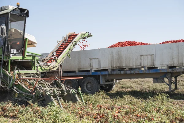 Cosechadora recoge tomates — Foto de Stock