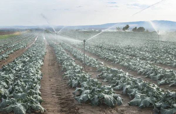 Watering cabbage with sprinklers — Stock Photo, Image