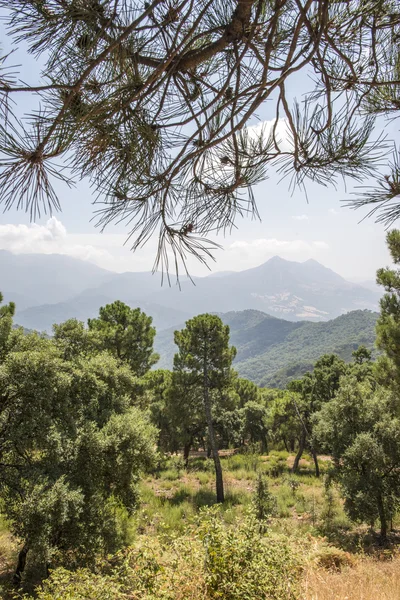 Colline montane e pini — Foto Stock