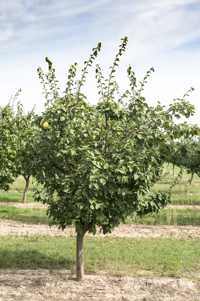 Quince orchard. Sunlight. — Stock Photo, Image