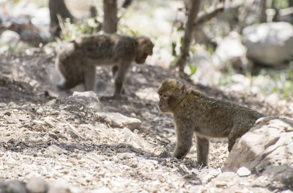 Des macaques barbares qui se battent . — Photo