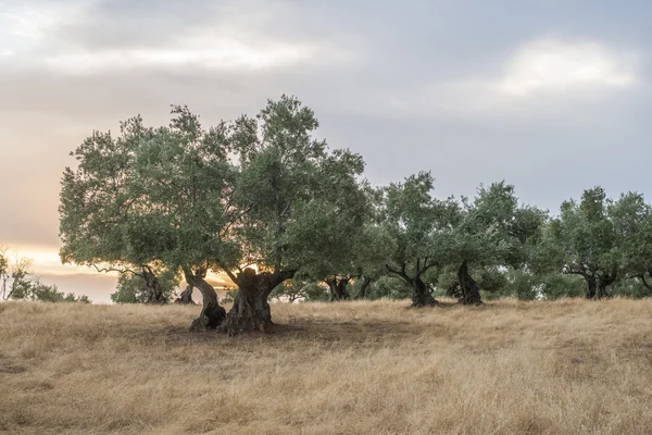 日落时的橄榄树 — 图库照片