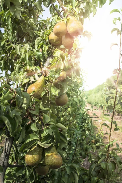 Pears on branch closeup — Stock Photo, Image