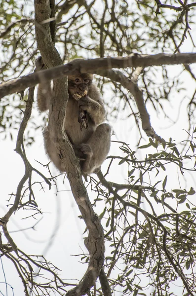 Barbary macaque monkey — Stock Photo, Image