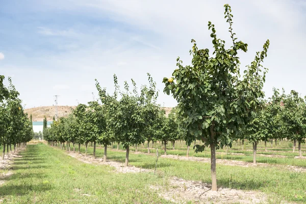 Kvitten orchard. Solljus. — Stockfoto