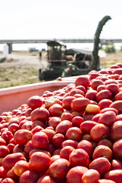 Harvester verzamelt tomaten in aanhangwagen — Stockfoto