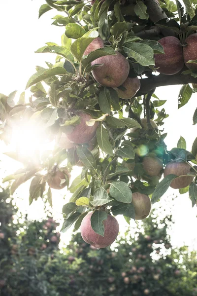 果樹園のリンゴの木 — ストック写真