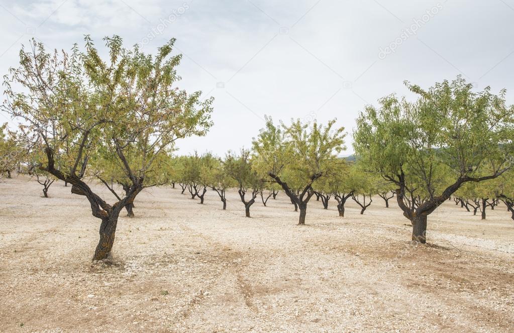 Almond plantation trees