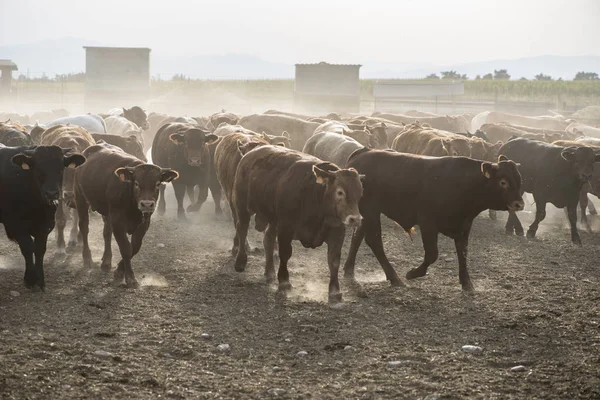 Bulls in a farm — Stock Photo, Image