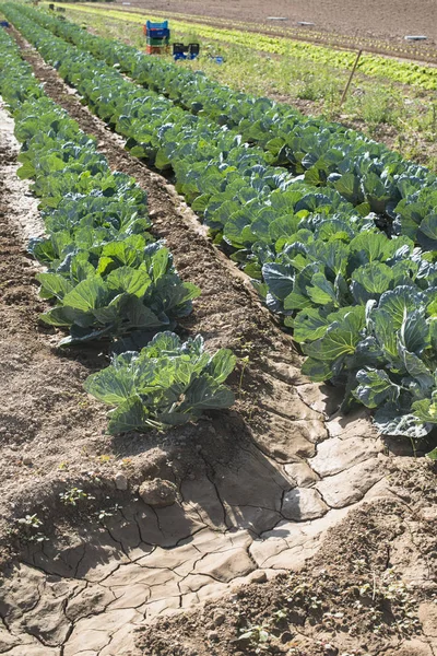 Kohlplantage reihenweise — Stockfoto