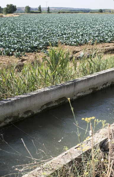 Water canal Irrigation of plants — Stock Photo, Image