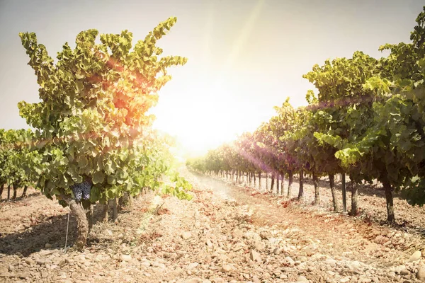 Druiven op zonsondergang. Gele rode zonnestralen. — Stockfoto