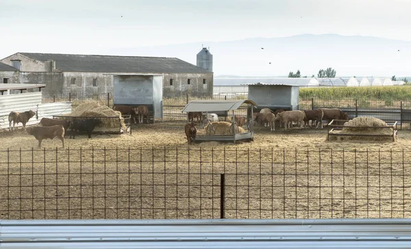Toros en una granja —  Fotos de Stock