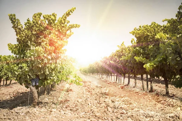 Grapes on sunset. Yellow red sun rays. Stock Picture