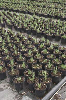 Baharat biberiye bir tencere