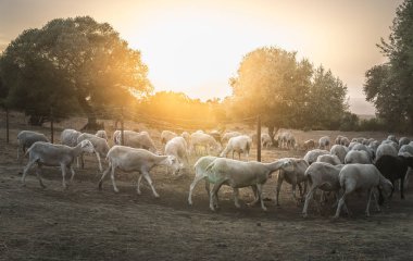 Gün batımında koyun sürüsü