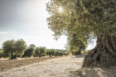 Zeytin ekimi kırsal