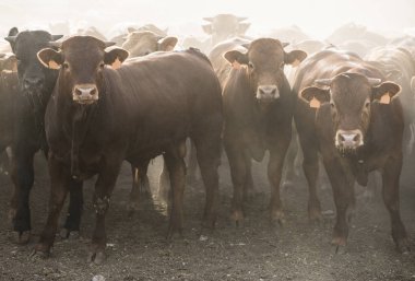 Calves in farm for veal.  clipart