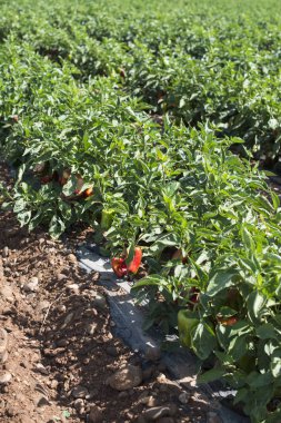 Tarlada biber yetişiyor.