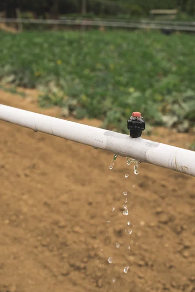 ズッキーニを散水します ズッキーニ プランテーション農業分野 — ストック写真