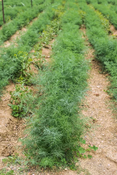 Campo plantado con eneldo — Foto de Stock