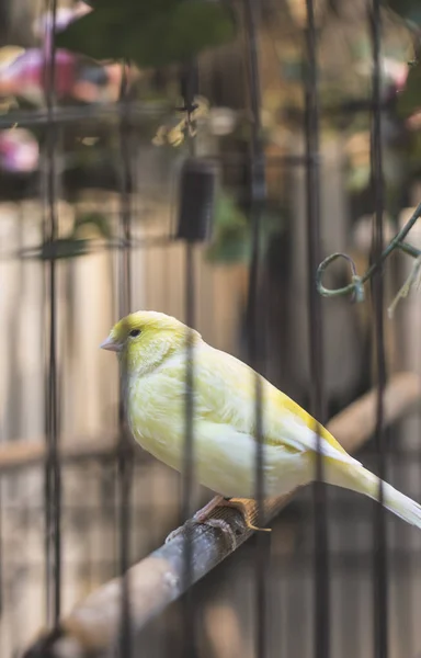 Żółty ptak w klatce. — Zdjęcie stockowe