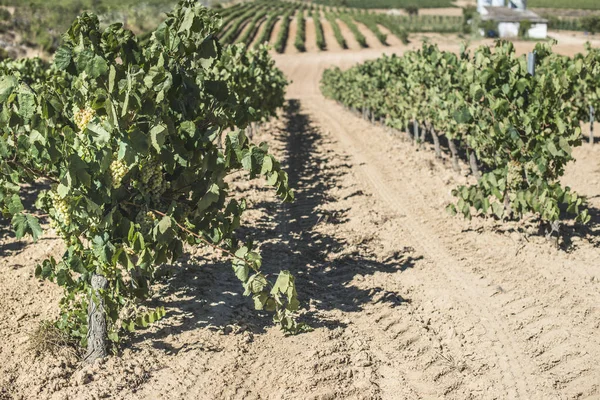 Wijngaarden in een rijen en producent — Stockfoto