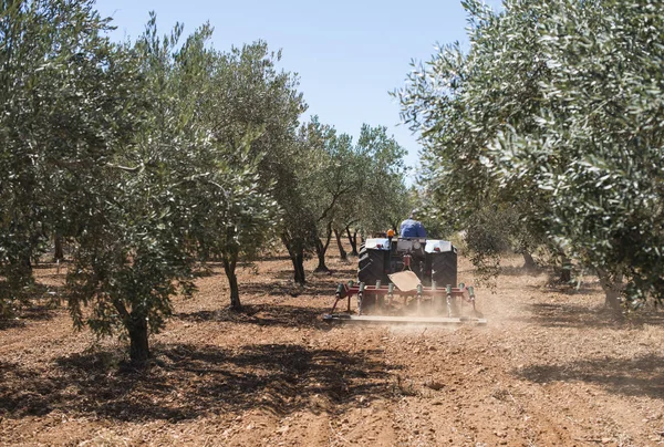 Traktör ve zeytin ağaçları — Stok fotoğraf