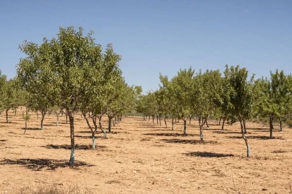 Almond branch trees — Stock Photo, Image