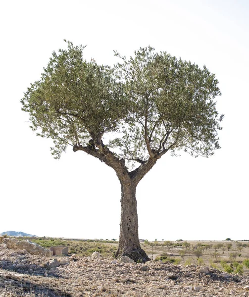 Geïsoleerde olijfboom — Stockfoto