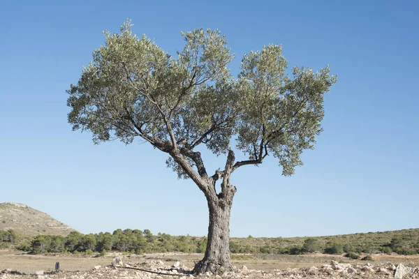 Isolierter Olivenbaum — Stockfoto